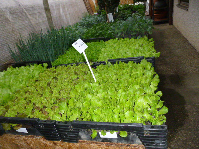 Salatpflanzen von Blumen Lessle