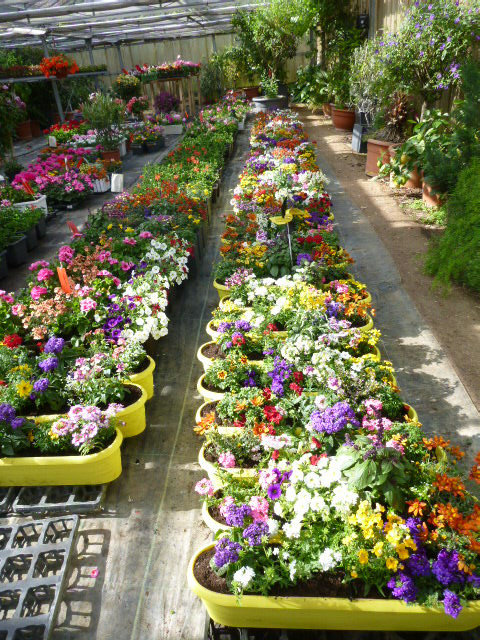 Gartenpflanzen von Blumen Lessle