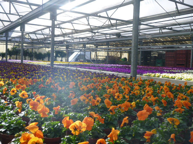 Blumenangebot von Blumen Lessle