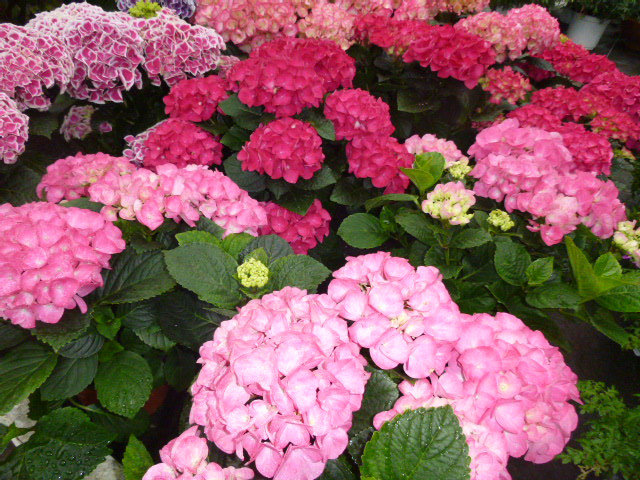 Blumen Lessle | Aalen